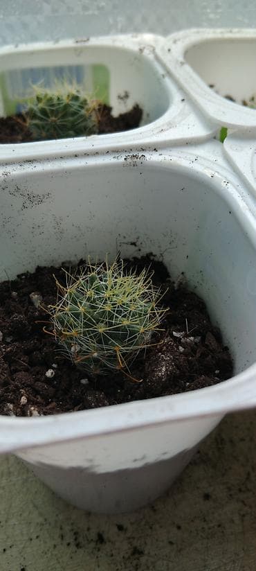 Комнатные розы: Кактусы-малыши! Предлагаю молодые кактусы, выращенные в домашних — 2