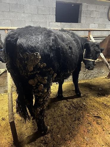 продаю телки: Продаю | Тёлка | Ангус | На откорм | Привязанные — 4