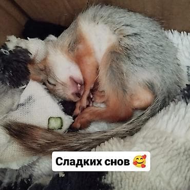 Кемирүүчүлөр: Ручной бельчонок (рыжая белка) 2 штуки, мужской пол. - Вид: рыжая — 3