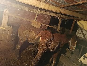 сментал бука: Продаю | Жеребенок | Для разведения — 1