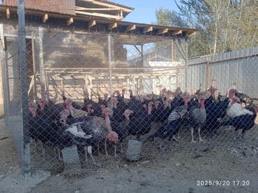 обмен на собак: Сатам | Эркек күрп | Кара ханзаада, Түндүк Кавказ | Көбөйтүү үчүн | Асыл тукумдуу — 2