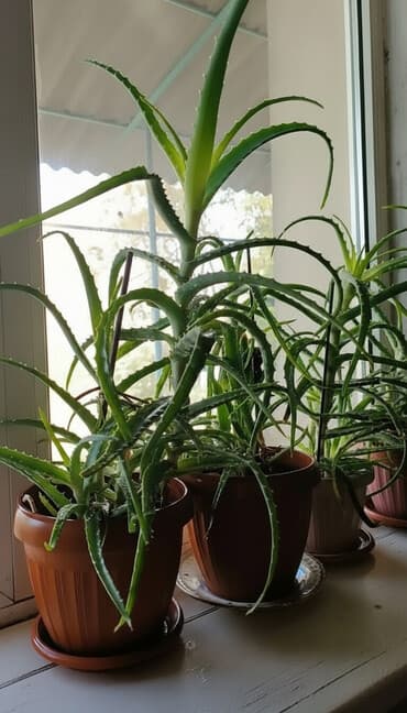 В продаже Алоэ лекарственное растение