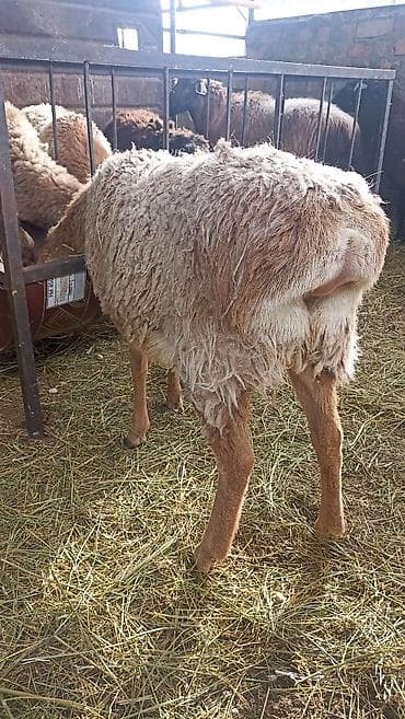 баран кант: Продаю | Овца (самка) | Арашан | Для разведения | Осеменитель, Ярка — 9