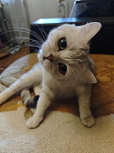 купить котенка сфинкса: Шотландский котёнок с серебристым окрасом (shaded/silver). Крупные — 3