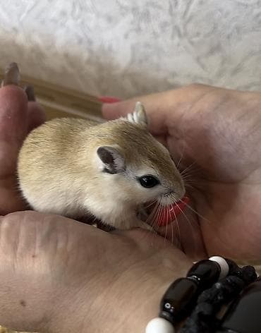 Ручные песчанки монгольские. Красивые окрасы, есть девочки и мальчики — 6