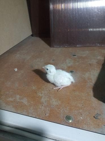 курица с цеплятами: Продаю цыплят белого кеклика — 2