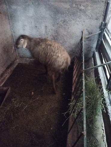 дакан товук: Продаю | Баран (самец) | Гиссарская | На забой | Осеменитель — 2