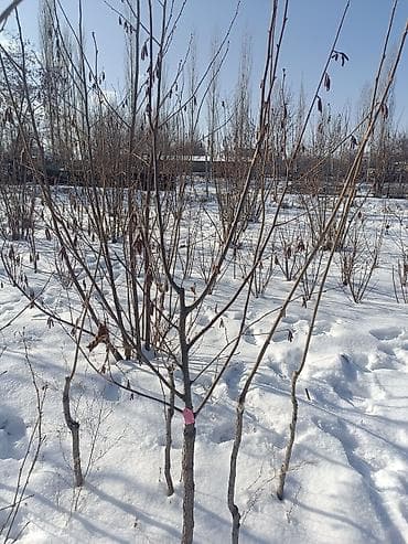 Кухонные принадлежности: Саженцы фундук из питомника. Описание: - Штамбовая форма привиты на — 3