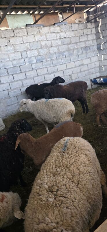 алабай в добрые руки: Продаю | Овца (самка) | Полукровка | На забой | Ярка — 3