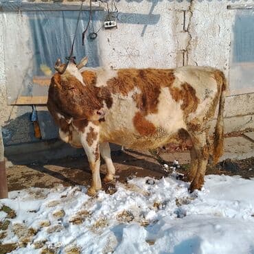 продаю в связи: Продаю | Корова (самка) | Для молока — 1
