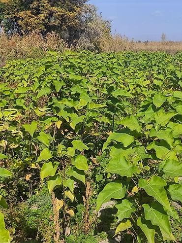 картонные коробки на заказ: Саженцы деревьев: Павловнии — 5