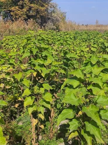 Саженцы деревьев: Ивы (Верба)