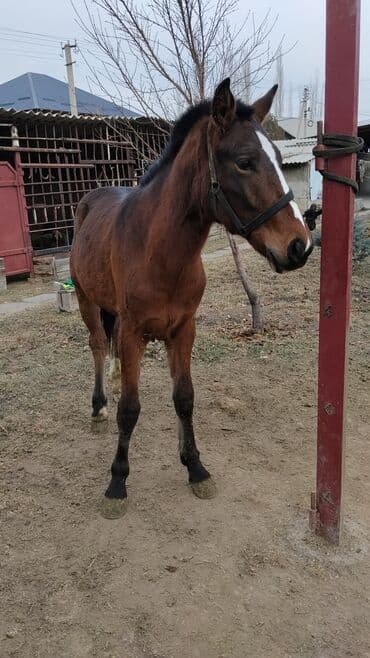 продажа щенков немецкой овчарки с документами в бишкеке: Продаю | Жеребенок | Конный спорт — 8