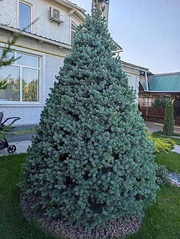 уй емеректер: Голубая ель (Picea pungens ‘Glauca’) — сформированное конусовидное — 1