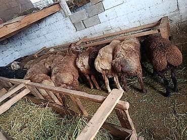 Животные: Продаю | Овца (самка) | Для разведения | Матка — 2