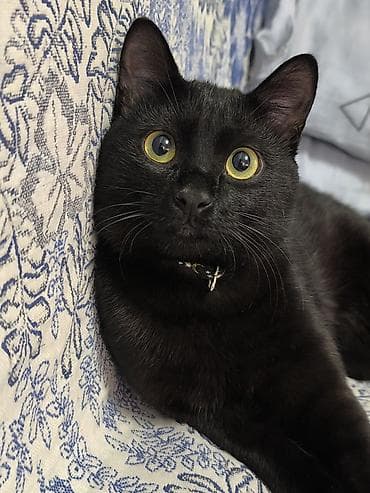 11 месяцев, Мальчик, Приучена к лотку, Проглистована at lalafo.kg 11 месяцев, Мальчик, Приучена к лотку, Проглистована