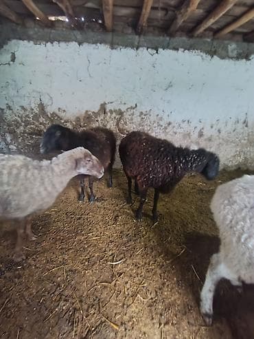 кармушка для овец: Продаю | Овца (самка) | Для разведения | Матка — 3