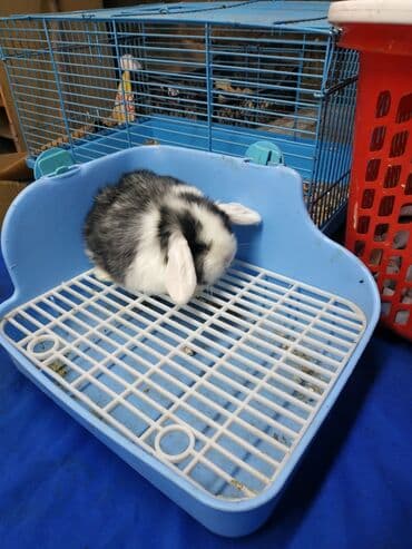 декоративные корсеты бишкек: Карликовые барашки разных расцветов. очень дружелюбные быстро — 5