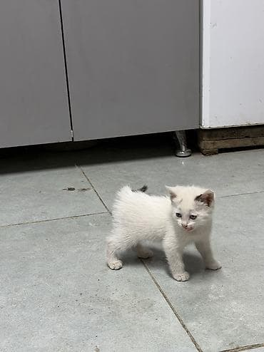 Котёнок-девочка. Окрас - белый. С мягкой густой шерстью. Носик и ушки
