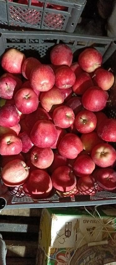 Жер-жемиштер: Алмалар Крипсон, Дүңүнөн — 1