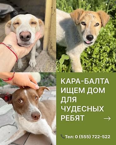 кыргыз и собака: Кара-Балта. Ищем дом для чудесных собак. 1) Ириска - Стерилизована — 1