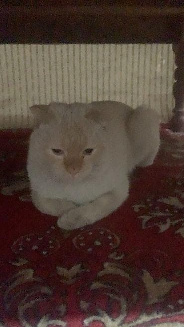 шотланская вислоухая кошка: Домашний кот, кремово-белый с более тёмной маской на мордочке и ушках — 2