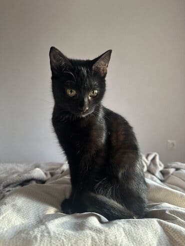 Продажа кошек: 3 месяца, Девочка, Приучена к лотку — 1