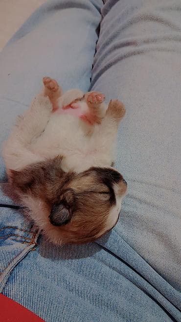 щенки акита ину купить: Выставляется на бронь щенок помиранского шпица . Девочка . Родилась 14 — 3