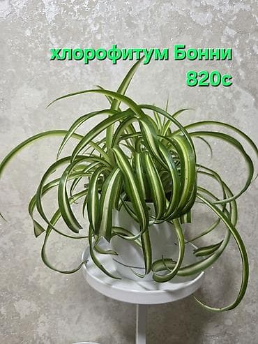 Комнатные растения в горшках: 1) Хлорофитум хохлатый (вариагатный) -