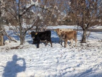 домашний петух: Продаю | Бык (самец) | Герефорд, Голштин, Швицкая | На откорм | Племенные — 6