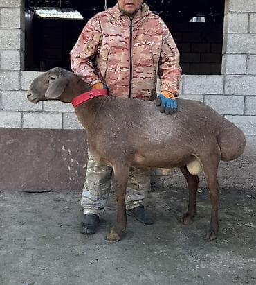 тай чика: Продаю | Баран (самец) | Арашан — 3