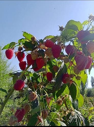 сироп барбадос бишкек: Малина садовая (ремонтантная) - Крупные ярко‑красные ягоды с плотной — 3
