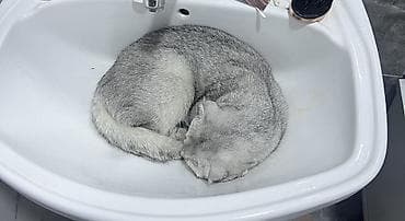 взять котика в добрые руки: Шотландская вислоухая кошка (Scottish Fold), окрас серебристый — 8