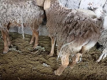 гисар ягнята: Продаю | Овца (самка) | Арашан | Для разведения | Ярка — 3