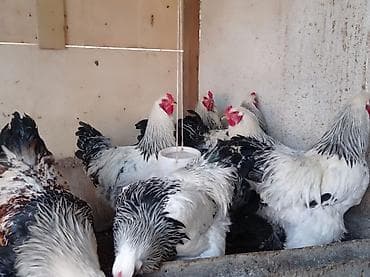 инкубатор мини: Продаю | Куры, Петух | Брама | На забой, Для разведения — 6