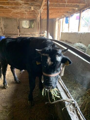 Продаю | Бык (самец) | На откорм | Привязанные at lalafo.kg Продаю | Бык (самец) | На откорм | Привязанные
