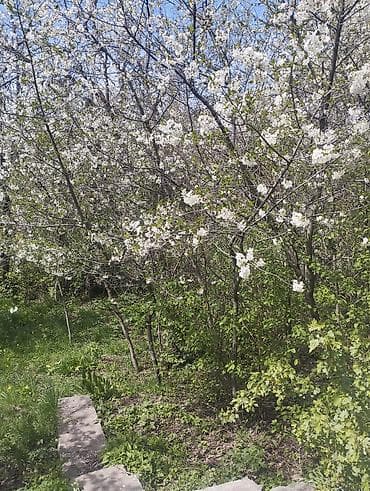 участка сатылат: Продаю Дачу кирп., участок 8 соток, по Кадастровому Плану - 7,52 — 5