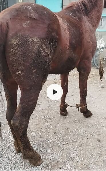 продам бу оборудование для птицефабрики: Продаю | Жеребец | Для разведения — 1