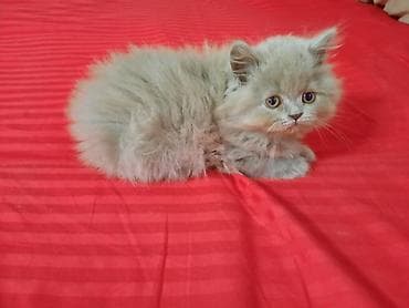 котята шотландские вислоухие купить: Скотиш Страйт (Шотландская прямоухая), 2 месяца, Девочка, Лиловый, Приучена к лотку — 2