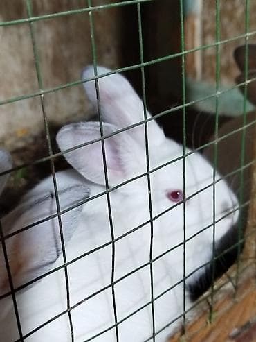 вязка кошек ош: Продаю | Крольчата | Для разведения — 2