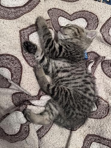 мышык бекер берем: Породасыз, 2 айлык, Эркек, Боз — 2