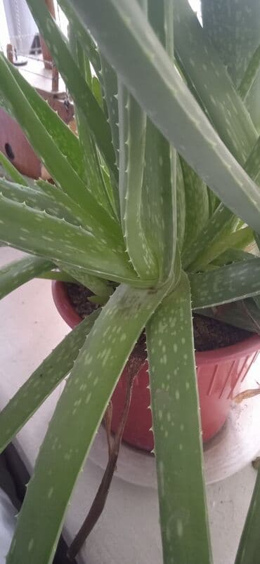 садовые шланги: Продаю большой алоэ — 2