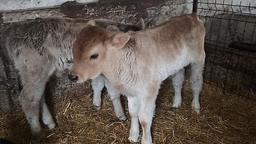 цена тюк: Продаю | Бык (самец) | Швицкая | На откорм, Для разведения | Искусственник — 4