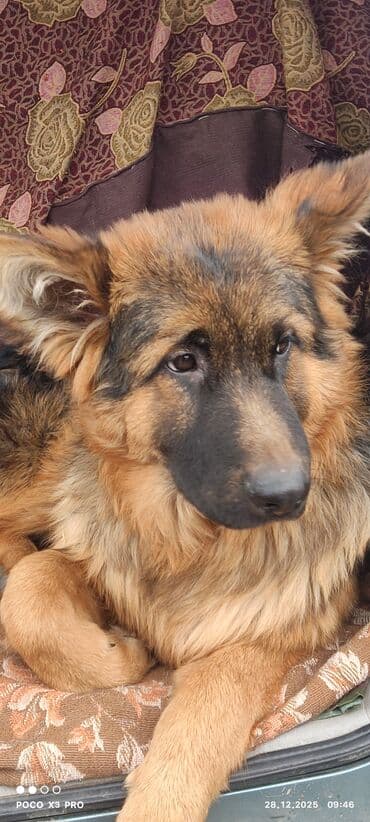 грызуны домашние: Продается 6 мес подрощенный щенок немецкой овчарки с полным пакетом — 5