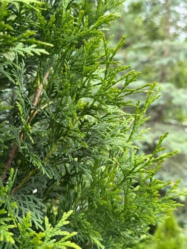 туя брабант бишкек: 🌿 Сапаттуу көчөттөр Ноокаттан! Европадан алып келинип, өзүбүздүн — 3