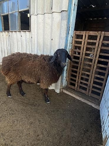 Продаю | Овца (самка) | Для разведения | Племенные