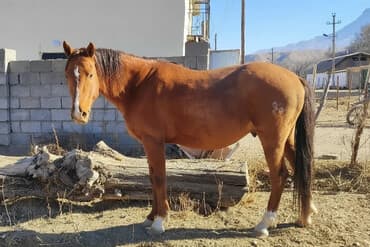 сх животные и товары: Продаю | Жеребец | Полукровка, Дончак | Для разведения, Конный спорт | Племенные, Осеменитель — 1