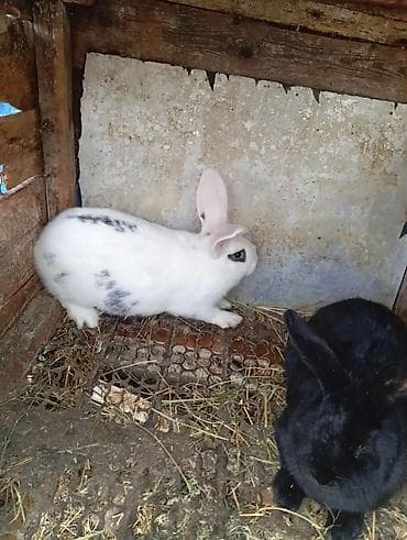 Аквариумы: Продаю | Кролик самец | Серый великан | Для разведения — 4