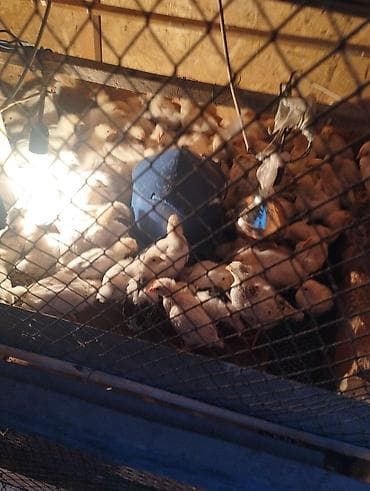 утки с утятами: Адлер цыплят месяц — 2