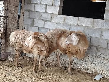 клевер белый: Продаю | Овца (самка) | Для разведения | Матка — 3